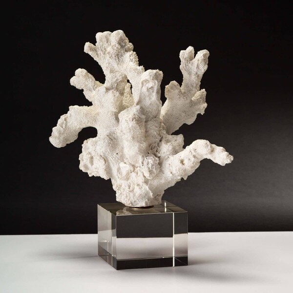 Coral Accessory